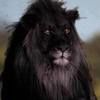 leo50264